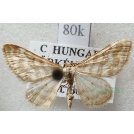 Idaea sericeata (Hübner, 1813) Krocznik rzędzik Hungaria80k